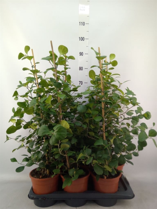 <h4>Ficus deltoidea</h4>
