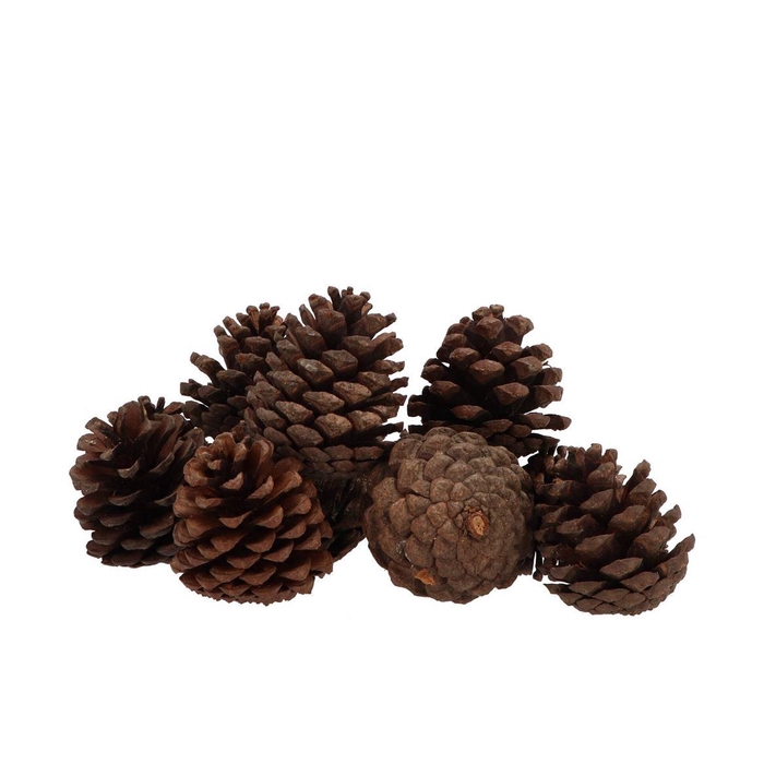 <h4>Nature Pinecone Natural Ass P/12</h4>