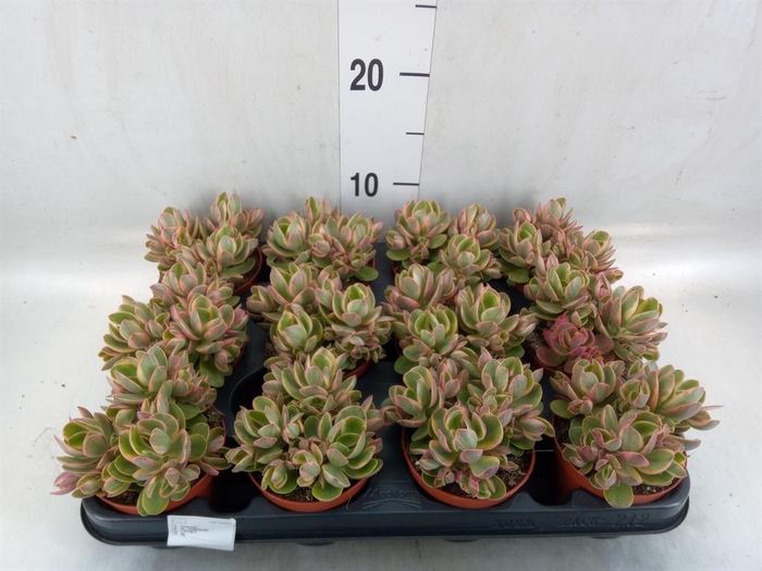 <h4>Crassula   ...</h4>