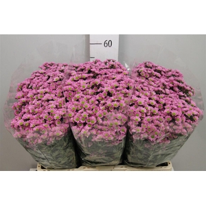 Chr S Mad Tanga Pink