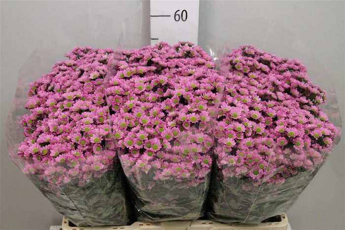 <h4>Chr S Mad Tanga Pink</h4>