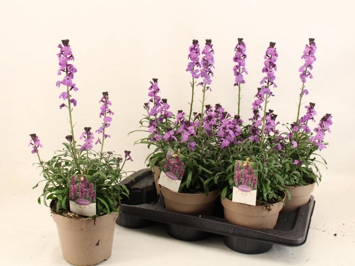 <h4>ERYS SUP BOWL MAUVE</h4>