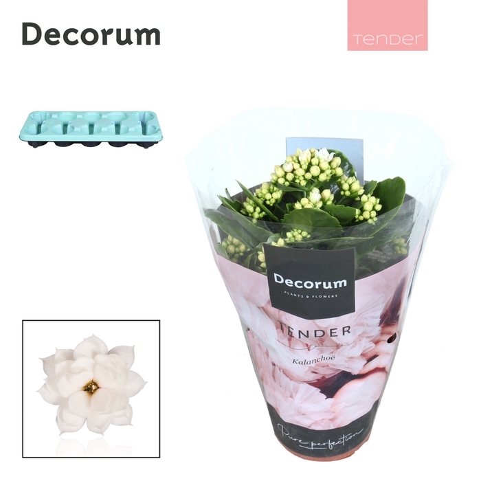 <h4>Kalanchoe Decorum TENDER - Serenity Silk</h4>