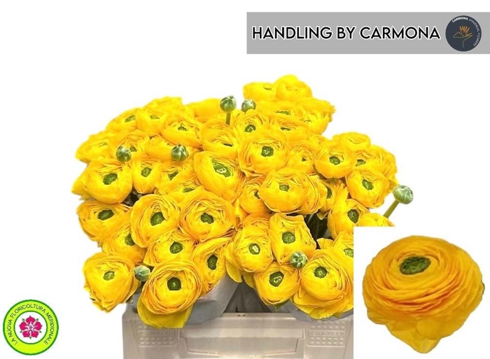 <h4>RAN SU OMEGA</h4>