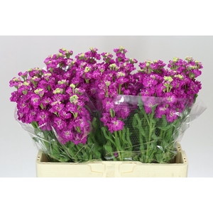 Matthiola Cerise