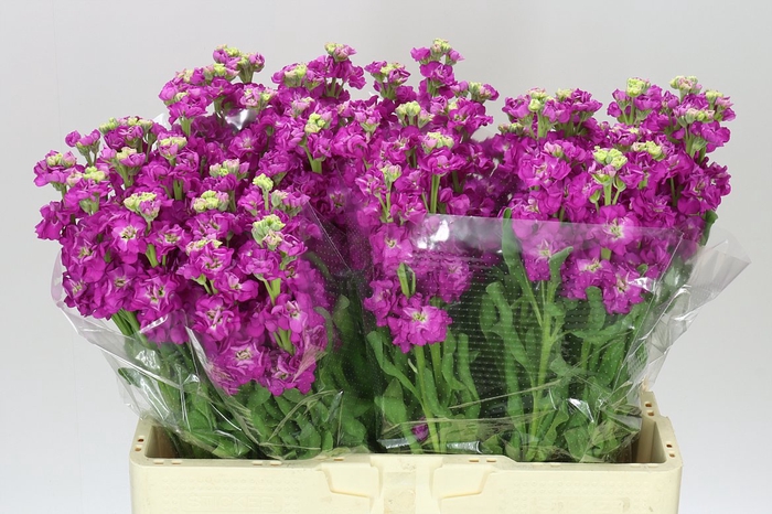 <h4>Matthiola Cerise</h4>