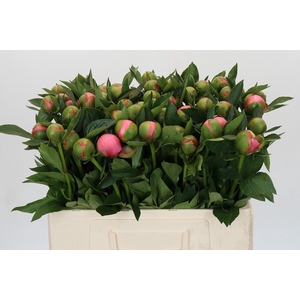 Paeonia Etched Salmon