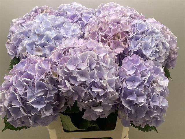 <h4>Hydrangea my beautiful minerva</h4>