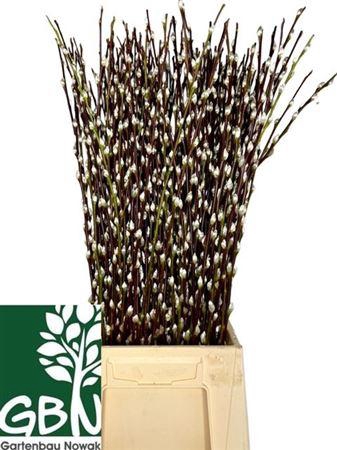 <h4>Salix Wilgenkatjes P Stem</h4>