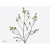 Chamelaucium Casino White