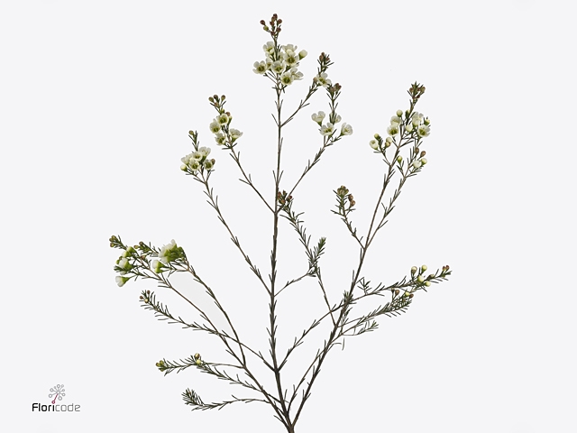 Chamelaucium Casino White