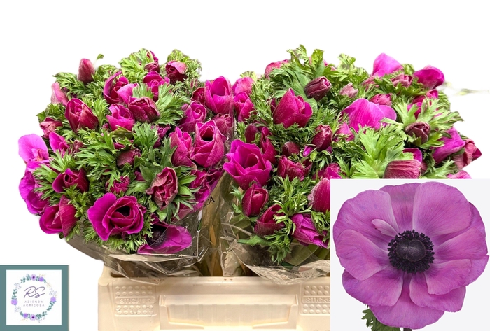 <h4>Anem Co Mis + Fucsia</h4>