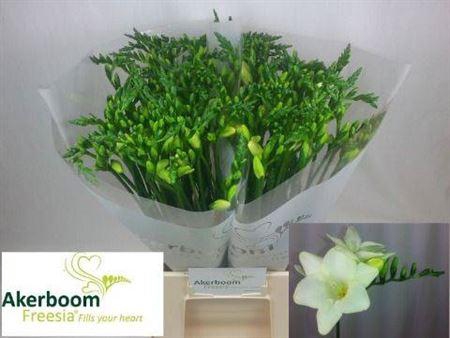 <h4>Fr En Ambiance [akerboom]</h4>