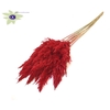 Pampas Grass 70cm 10st/bunch Red