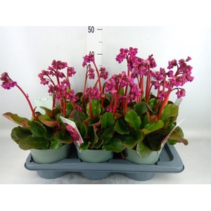 Bergenia cordifolia
