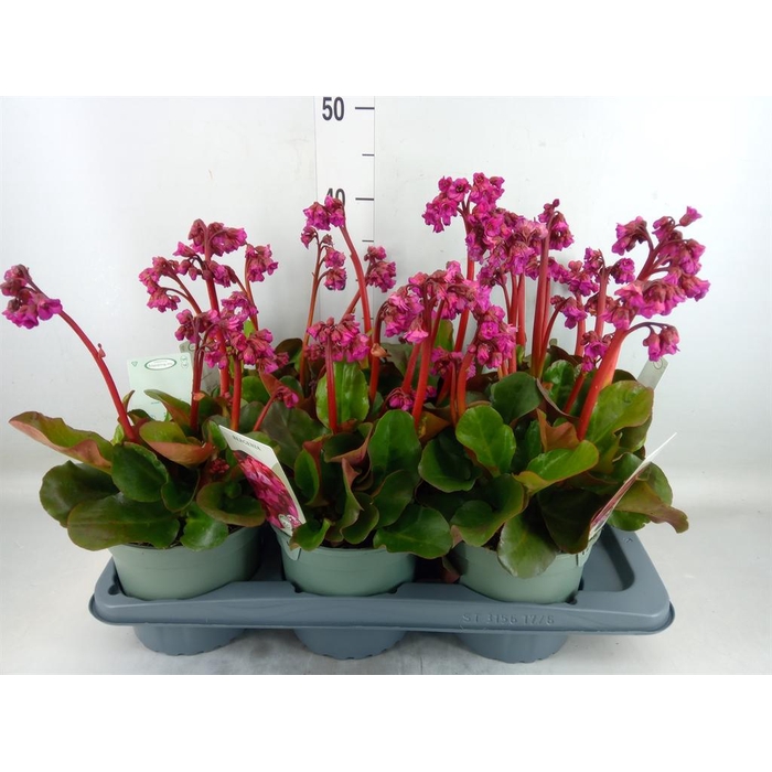 <h4>Bergenia cordifolia</h4>