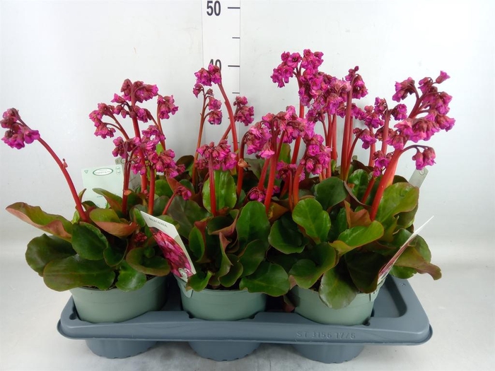<h4>Bergenia cordifolia</h4>