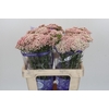 Ozothamnus Cooks Pink