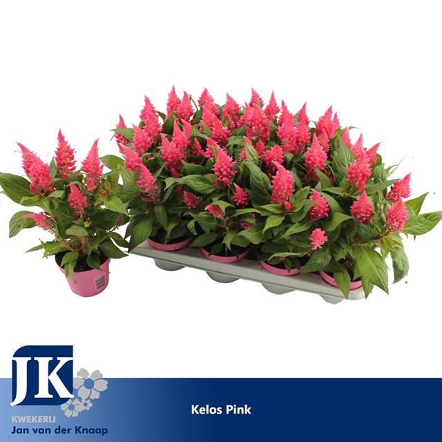 CELOSIA KELOS FIRE PINK