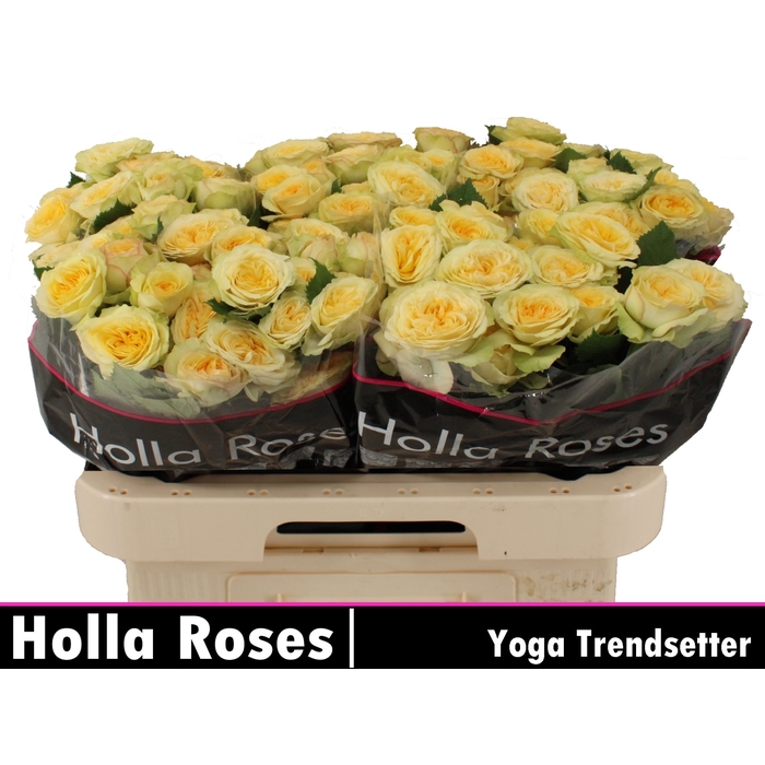 <h4>Yoga Trendsetter</h4>