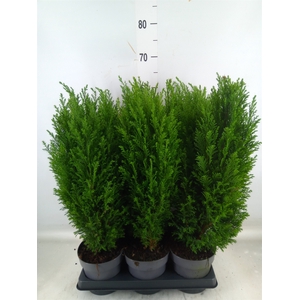 Chamaecyparis laws. 'Ellwoodii'