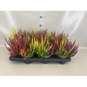 Calluna vulg. 'Beauty L Quattro'