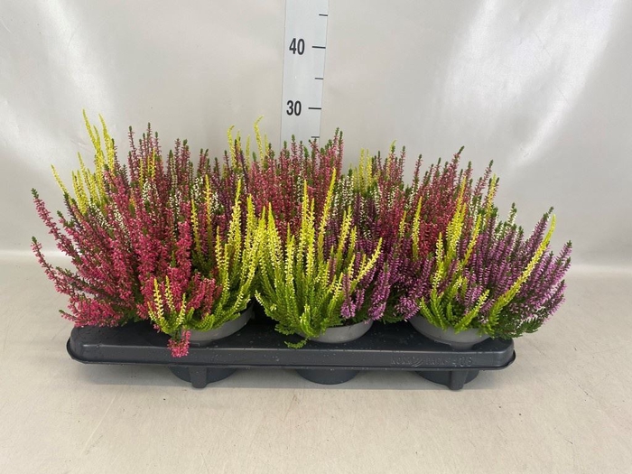 <h4>Calluna vulg. 'Beauty L Quattro'</h4>
