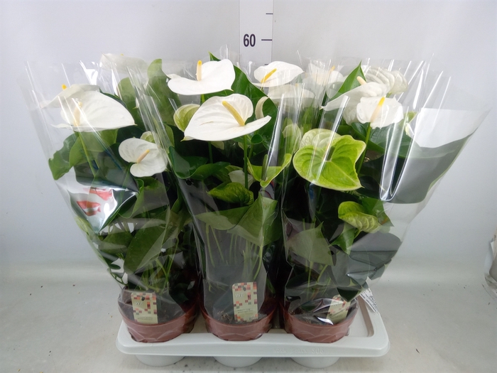 <h4>Anthurium andr. 'Alpine'</h4>