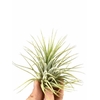 Tillandsia Ionantha Groen X20