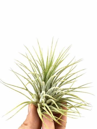 Tillandsia Ionantha Groen X20