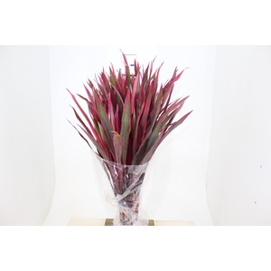 FOLHAGEM DRACENA PENA DE INDIO