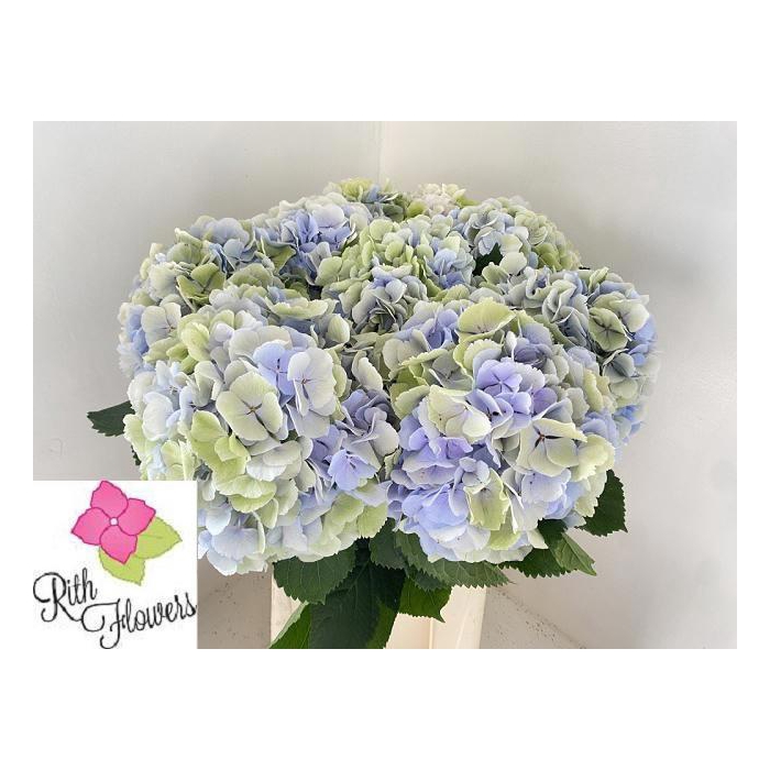 <h4>Hydr M Ch Verena Bl</h4>