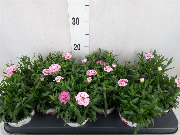 <h4>Dianthus  'Oscar Purple Star'</h4>