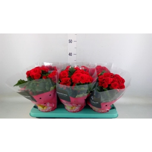 Begonia elat. DU 'Baladin'