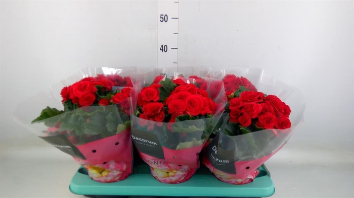 <h4>Begonia elat. DU 'Baladin'</h4>