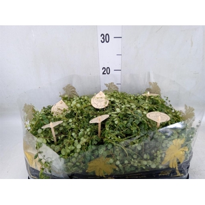 Peperomia pros.