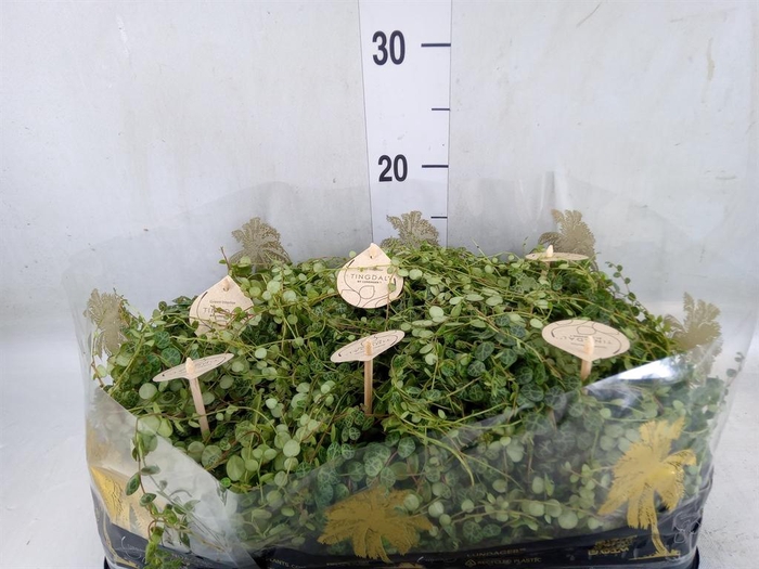 <h4>Peperomia pros.</h4>