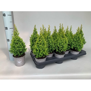 Chamaecyparis thyoides Spitsbergen