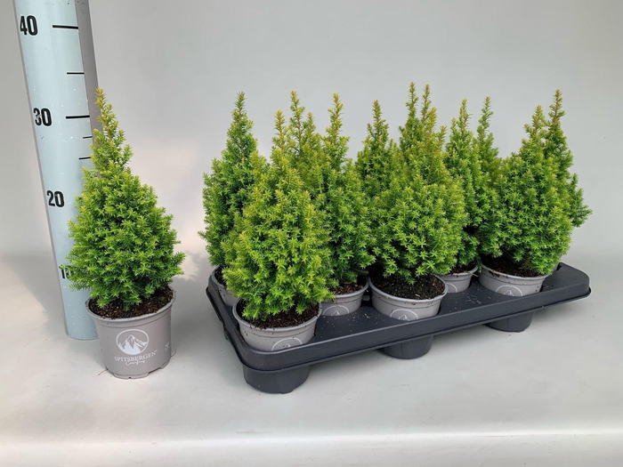 <h4>Chamaecyparis thyoides Spitsbergen</h4>
