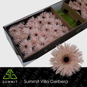 Gerbera Spider Cream Springs Doos