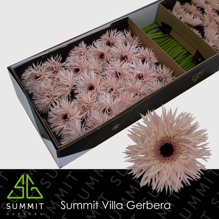 <h4>Gerbera Spider Cream Springs Doos</h4>