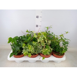 Hedera helix   ...mix 3