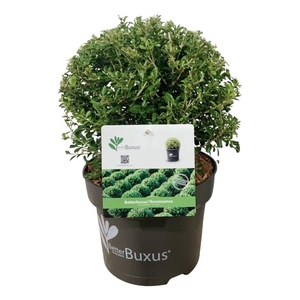 BetterBuxus® Renaissance