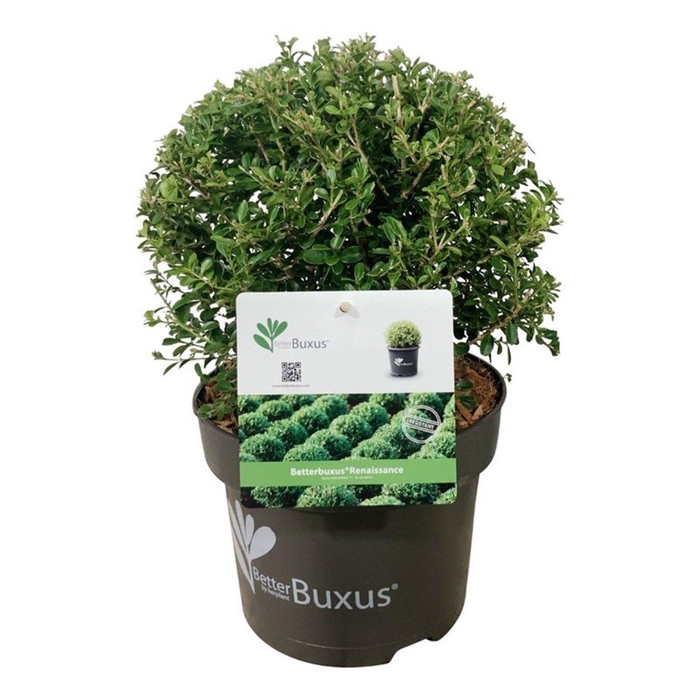 <h4>BetterBuxus® Renaissance</h4>