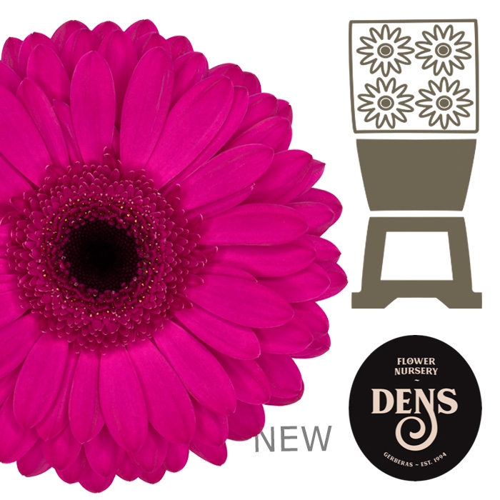 <h4>Gerbera Bon Dia Diamond</h4>