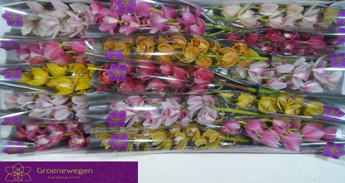 <h4>CYMB MI GEM</h4>