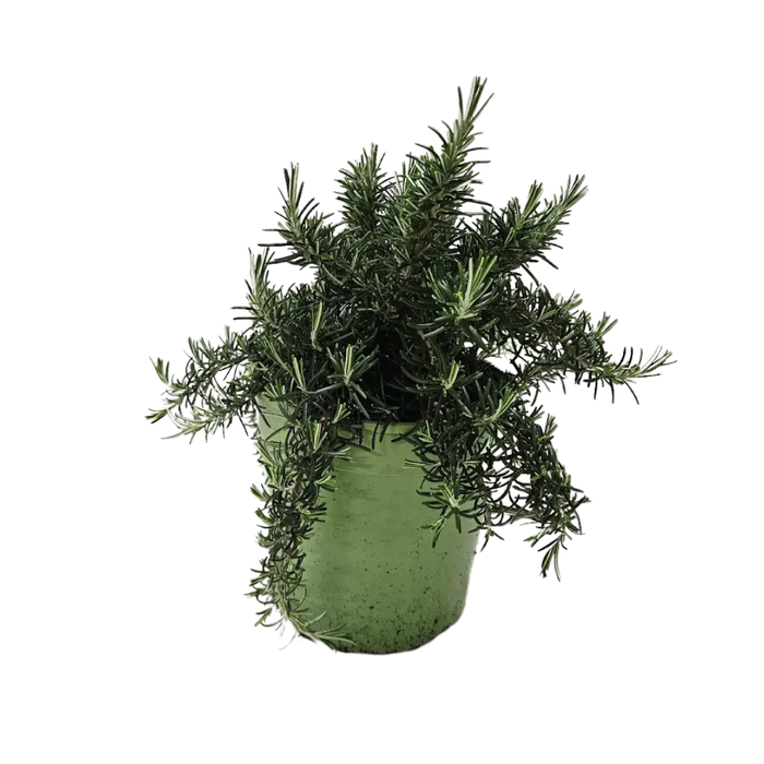 <h4>Rosmarinus officinalis 'Prostratus'</h4>