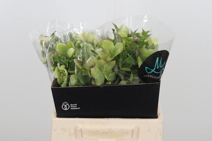 <h4>Hell Mammoth White</h4>