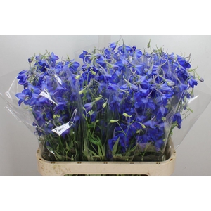 Delphinium EN 'Volkerfrieden'