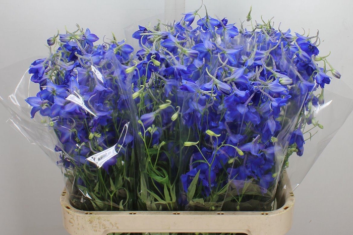 <h4>Delphinium EN 'Volkerfrieden'</h4>